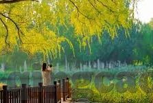 91麻豆视频免费-探寻网络内容的边界——以91麻豆视频免费为例的反思